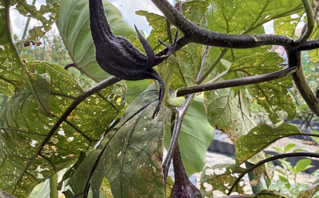農作物の葉っぱの中に紛れ込んで隠れているカマキリ。